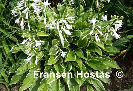 Hosta So Sweet